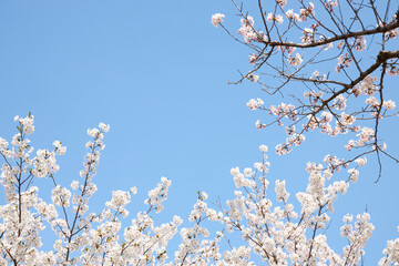 closeup of cherry blossom flower on blue sky background