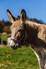 vertical portrait of a donkey in the field. farm animals. cattle.