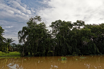 Die Wildnis von Borneo