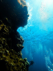 coral reef in the sea