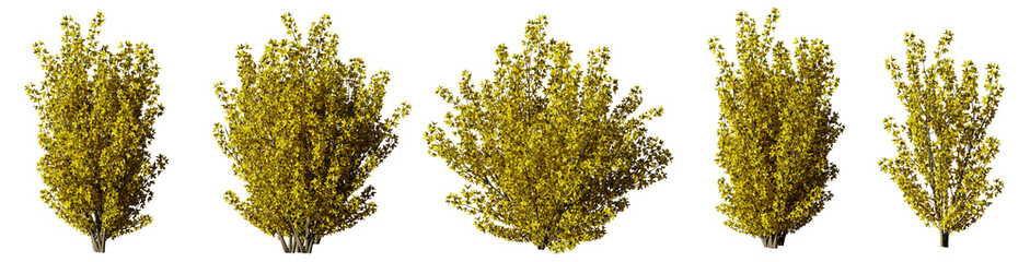 Forsythia, collection of ornamental deciduous shrubs isolated on transparent background