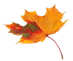 Naklejka na ściany i meble Multicolor autumn maple leaf