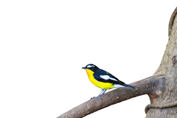 Colorful Yellow-rumped flycatcher  bird isolated on transparent background png file