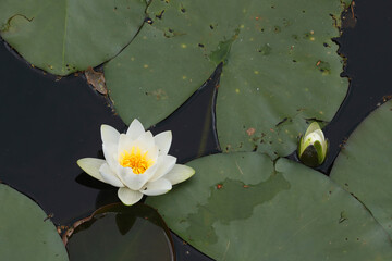 A close-up of a beautiful white Water Lily in a pond
