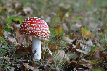 A colorful Fly Agaric in autumn
