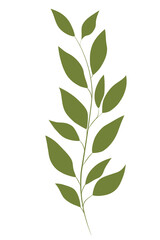 green dry leaf vector png on white transparent background, Vector illustration 02