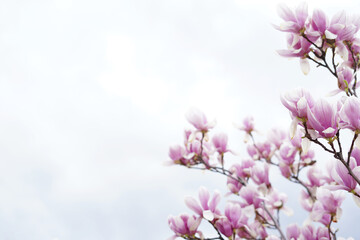 Blooming magnolia tree in spring on pastel sky background