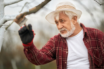 Gardener with grey hair and beard taking care of trees.