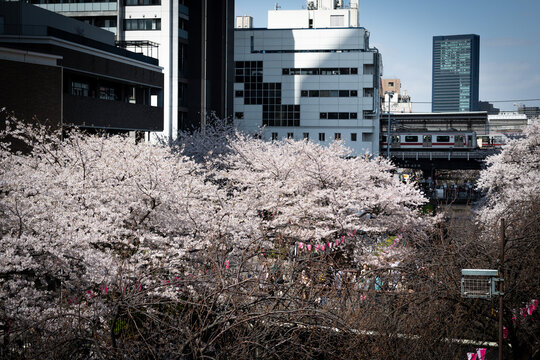 cherry bloosom along Megro River in Tokyo, Japan