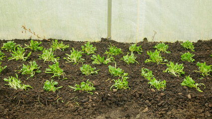 Spinach seedlings Spinacia oleracea young planting bio detail greenhouse foil field root soil crop farm farming garden organic agriculture growing agricultural farmer fresh vegetables Europe