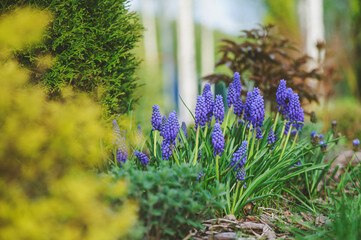 Early spring garden view with group of blue muscari (grape hyacinth) blooming