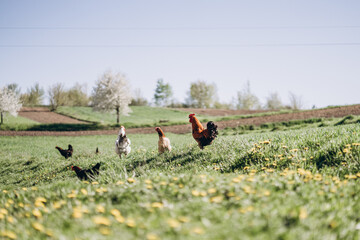 Rooster and chickens in a blooming field in spring