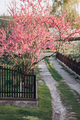 Flowering street in the village in spring