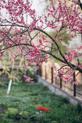 Flowering street in the village in spring