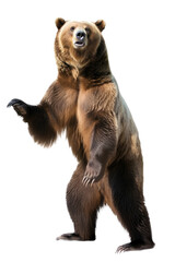 Obraz premium an isolated grizzly bear standing up on hind legs, front-view portrait, North American, photorealistic illustration on a transparent background in PNG. Ursus arctos horribilis. Generative AI