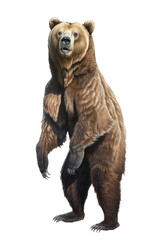 Fototapeta premium an isolated grizzly bear standing up on hind legs, front-view portrait, North American, photorealistic illustration on a transparent background in PNG. Ursus arctos horribilis. Generative AI