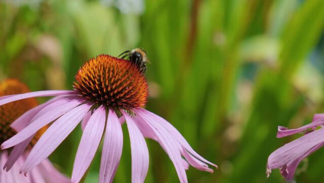 Bee on blooming Echinacea purpurea flower on the summer meadow. Close up. 4k video