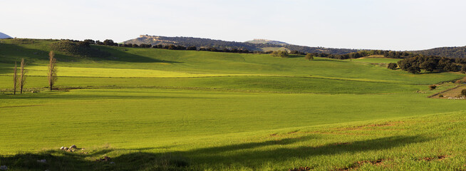 Fototapeta na wymiar sown field in spring