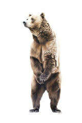 Fototapeta premium an isolated grizzly bear standing up on hind legs, front-view portrait, North American, photorealistic illustration on a transparent background in PNG. Ursus arctos horribilis. Generative AI
