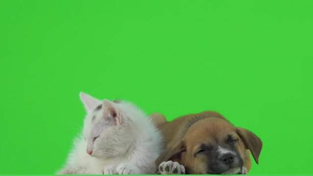white kitten and brown puppy lies on a green screen and sleeping