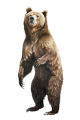 Fototapeta premium an isolated grizzly bear standing up on hind legs, front-view portrait, North American, photorealistic illustration on a transparent background in PNG. Ursus arctos horribilis. Generative AI