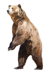 Obraz premium an isolated grizzly bear standing up on hind legs, front-view portrait, North American, photorealistic illustration on a transparent background in PNG. Ursus arctos horribilis. Generative AI