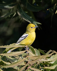 Marshall's iora or Aegithina nigrolutea observed in Greater Rann of Kutch, India