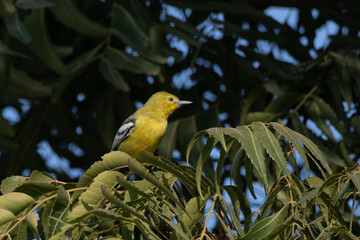Marshall's iora or Aegithina nigrolutea observed in Greater Rann of Kutch, India