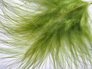 Green bright bird feathers as a background for design
