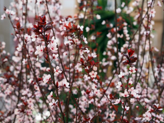 Flowering Japanese cherry tree on a sunny day