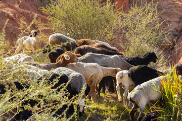 Herd of sheeps against the backdrop of mountains, morning in the steppe