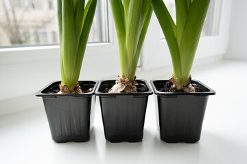 Hyacinth sprouts in small flower pots