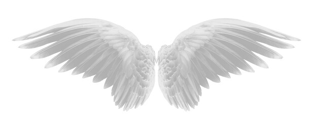 white wing of bird on transparent png