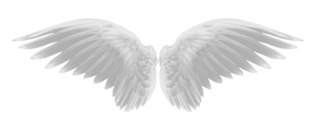 white wing of bird on transparent png