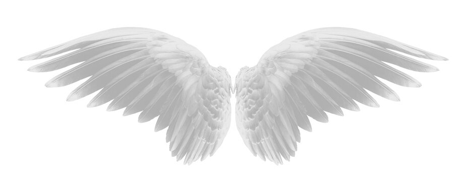 White Wing Of Bird On Transparent Png