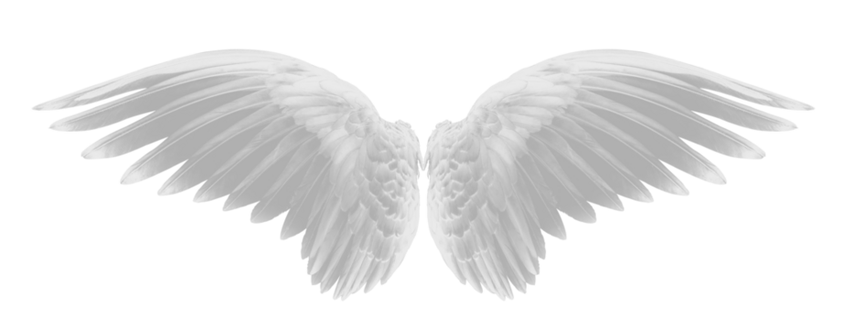 white wing of bird on transparent png