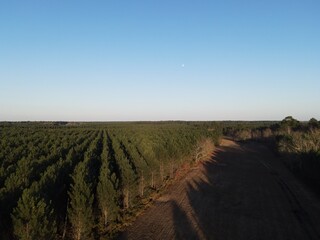 Obraz premium Forêt de pins Girondine