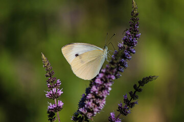A butterfly wandering around in nature. maybe the last day