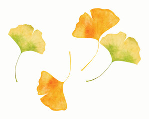 Naklejka premium ginko leaves