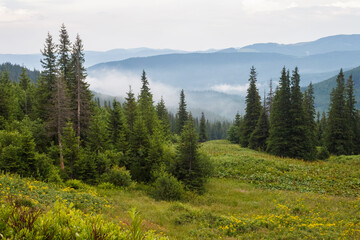 Mountain forest after rain. Carpathians
