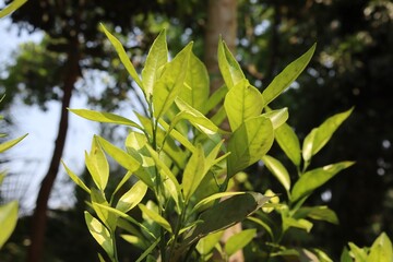 Green and Glossy: A Macro Shot of Malta Leaf