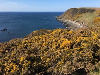Blooming gorse above coastal village of Crovie, Aberdeenshire 