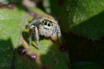 Female Carrhotus xanthogramma (Jumping spider) on a leaf