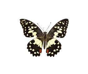 Obraz na płótnie Canvas Beautiful butterfly isolated on transparent background with clipping path, single Beautiful butterfly with clipping path and alpha channel. for both printing and web pages. 