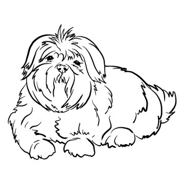 Affen Tzu dog breed vector illustration black and white doodle style line drawing-