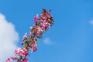 Abstract floral pattern. Deep pink flowers on branch of Apple Malus 'Makowieckiana' against blue spring sky. Selective focus. Close-up. Nature concept for design.
