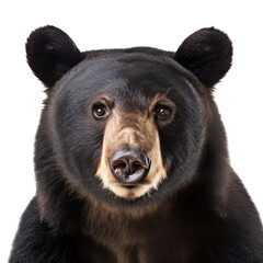 Fototapeta premium an isolated Black Bear(Ursus americanus) Portrait front view, preservation, Wildlife-themed, photorealistic illustration on a transparent background cutout in PNG.
