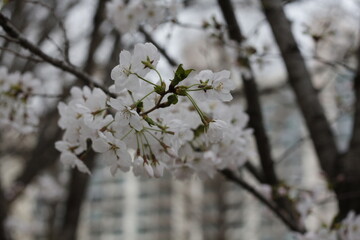 cherry blossoms