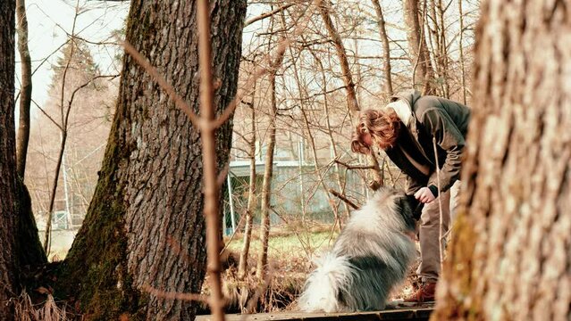On this side shot you can see a gray wolf spitz happily with his friend and giving him a high five. You are between trees in autumn athomsphere.