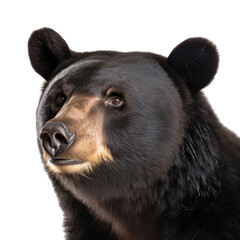 an isolated Black Bear(Ursus americanus) Portrait front view, preservation, Wildlife-themed, photorealistic illustration on a transparent background cutout in PNG.